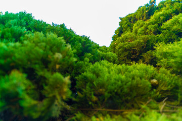 Full frame view of green Christmas pine