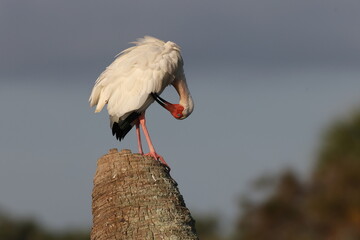  White Ibis -Viera Wetlands  Florida USA