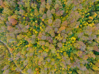 Luftaufnahme guter Herbstwald mit Wanderweg