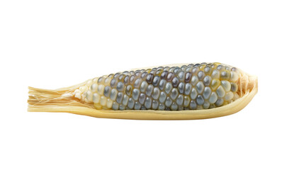 corn isolated on transparent png