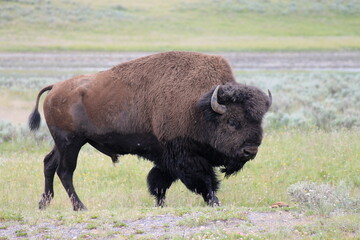 buffalo buffalo and sage