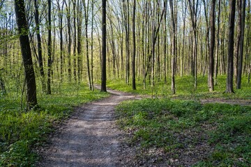 romantic city park route lead to sunny meadow, hill slope forest thickets dirt road, spring flowers, midday sunshine and shadow contrast, desolate bicycle way, seasonal active rest concept