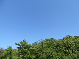 Obraz premium 青空と森