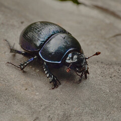 Dung beetle on the forest floor in autumn.