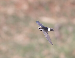 Little Swift in flight, Kruger National Park, South Africa