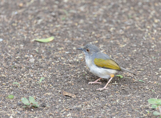Grey Backed Camaroptera