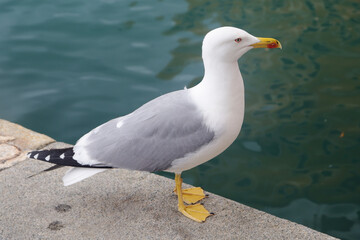 A seagull in Camogli, Ligurian Riviera, Italy	