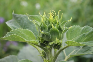 Makrofotografie von Sonnenblumenknospen. Grün an einem Sommertag. Landwirtschaftlicher Bereich. Blattadern in Nahaufnahme. Natürlichen Umgebung. Eine wunderschöne Pflanze. Organische Flora. Ackerland-
