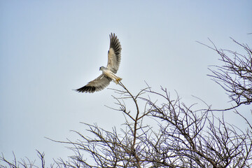 Black winged kite