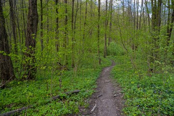 mountain bike popular route hill slope, winding countryside dirt road in forest thickets, tyre tracks, spring flowers rich vegetation, cloudy day, desolate bicycle route, seasonal active rest concept