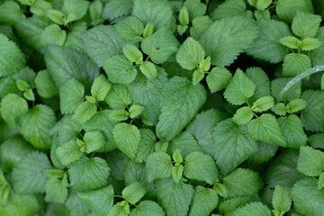 mint leaves in the garden