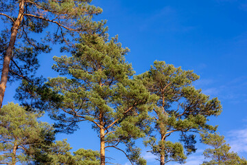 Selective focus of pine tree in the forest with blue sky, Conifer tree or shrub in the genus Pinus of the family Pinaceae, Pinus is the sole genus in the subfamily Pinaceae, Nature background.