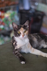 A ginger cat look at the camera