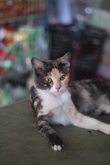 A ginger cat look at the camera