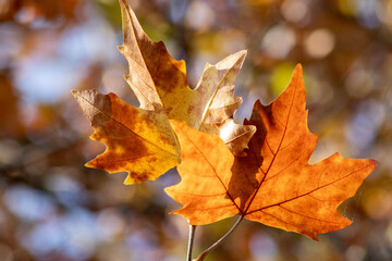 仲良し紅葉