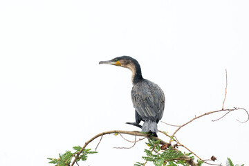 Great cormorant in the Murchison Falls national park. Phalacrocorax carbo on the branch near the Nile river. Safari in Uganda.