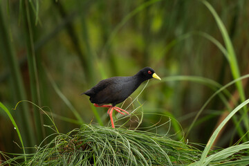 Black crake in the Murchison Falls national park. Zapornia flavirostra on the bank of Nile river....