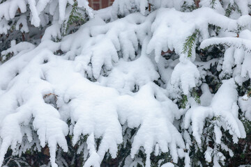 Selective focus of white show covered on green, tiny and needle-like foliage leaves in winter, A...