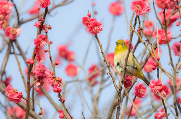 梅の花とメジロ