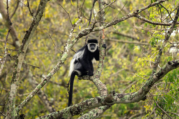 Mantled guereza in the Murchison Falls National park. Colobus guereza on the tree. Safari in Uganda.