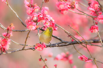 梅の花とメジロ