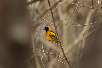 Obraz premium Southern masked weaver in the Murchison Falls National park. Ploceus velatus build nest on the tree. Ornithology in Uganda. 