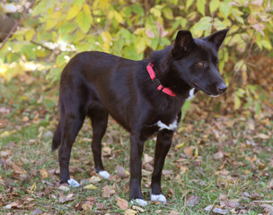 black laika dog full body photo on green grass background