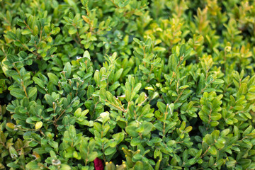 green leaves background