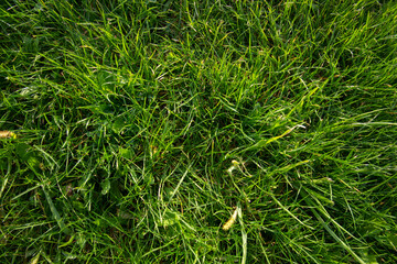 green grass in the morning