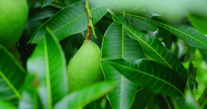 Green nature background raw mango fruit is hanging on tree branch with lush leaves. Leaf texture. Closeup cinematic footage.