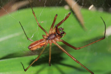 natural tetragnatha extensa spider macro photo