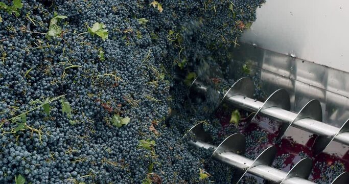 Wine factory, grape processing metal machine squeezing. Squeeze The Grape With The Press. Making Wine At Winery Grape sheller at the work with red grapes. Stemmer crusher crushing grapes at a winery.