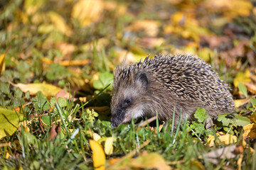 Hedgehog (Erinaceus europaeus) on a meadow with autumn leaves looking for food before winter,...