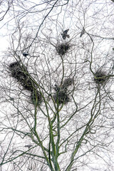 Silhouettes of several nests built from a rook colony in the top of a tall tree, symbol of construction industry and housing shortage, pale sky, selected focus