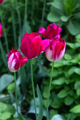 red tulips in the garden