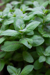 fresh mint leaves