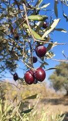 Mediterranean Gold; Olives On It’s Tree Branch