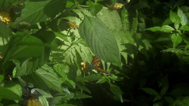 Butterflys in nature