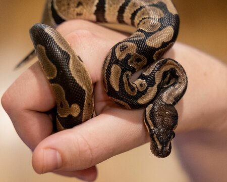 Closeup of a Ball python (Python regius) on a hand