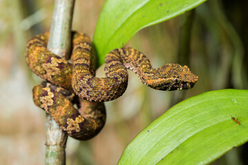Flat-nosed pitviper snake Trimeresurus puniceus on tree branch