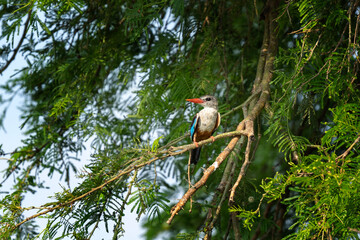 Grey headed kingfisher in the Murchison Falls national park. Halcyon leucocephala on the tree near the river bank. Safari in Uganda.
