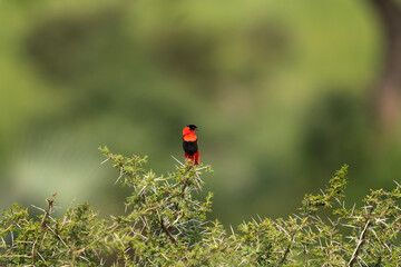 Northern red bishop in the Murchison Falls national park. Euplectes franciscanus is sitting on the branch. Safari in Uganda.