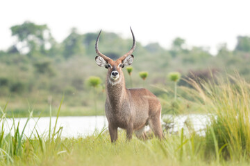 Naklejka na ściany i meble Waterbuck in the Queen Elizabeth National park. Kobus ellipsiprymnus on the river bank. Safari in Uganda.