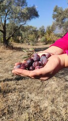 Hand picking olives on the tree in November