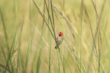 Red headed quelea in the Murchison Falls national park. Quelea erythrops in the grass. Safari in Uganda. 