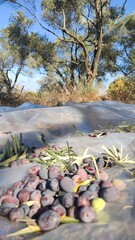 Harvest from olive groves and olive trees in South Aegean, Muğla, Turkey