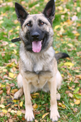 German shepherd dog full body photo on green grass background