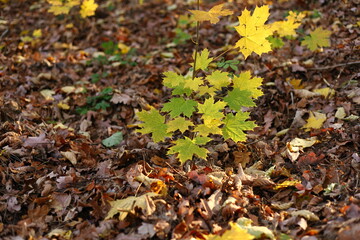 yellow green leaves in autumn forest 