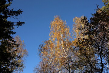 trees against the blue sky in autumn