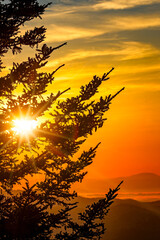 Sun rises through a pine tree in the Blue Ridge mountains at dawn